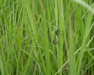 dragonfly on a green grass