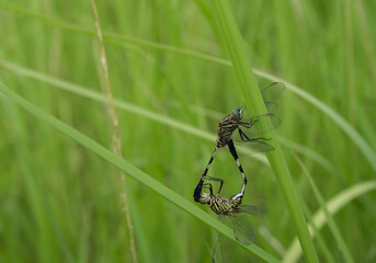 Fototapeta premium dragonfly on a green leaf