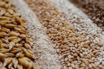 Close up of wheat grains. Selective focus. Shallow depth of field.
