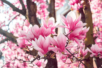 Spring floral background. Beautiful pink magnolia flowers in soft light. © Anna