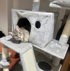 Cozy Hideaway: Tabby Cat Peeking Out from a Plush Cat Tree Fortress
