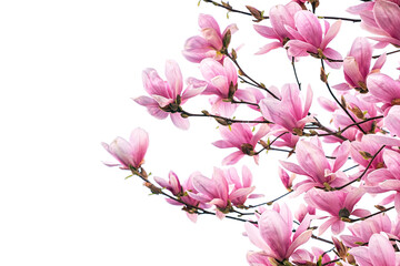 Blooming magnolia tree in spring isolated on white background