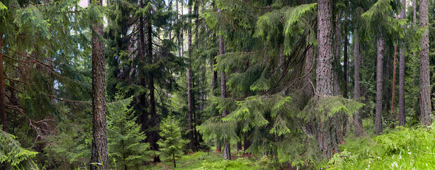Nadelwald im Sommer, Panorama, Österreich, Europa © Aggi Schmid