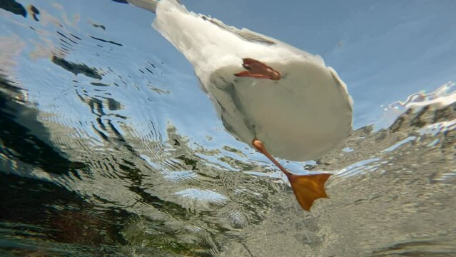Bottom view, Underwater shot of seagull floating on surface in shallow water, on blue sky background, Slow motion, Close up