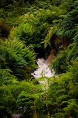 waterfall in the forest