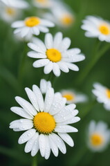 A close-up of pristine white daisies with vibrant yellow centers, dotted with dew drops