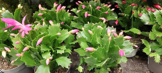 May flower for internal and garden decoration, renews energy, harmonizes and brightens the...