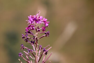 Rosa Bl&uuml;tenstand mit unscharfem Hintergund - Weidenr&ouml;schen 
