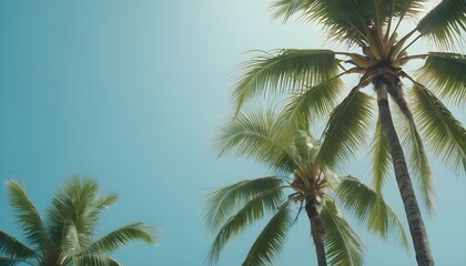 Fototapeta na wymiar palm tree and sky