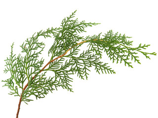 Branch of northern white cedar tree isolated on white, Thuja occidentalis