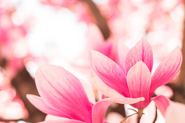 Spring floral background. Beautiful pink magnolia flowers in soft light.