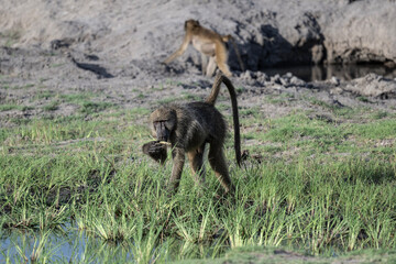 gray monkeys in natural conditions on a sunny day in a park in Zimbabwe