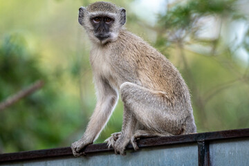 gray monkeys in natural conditions on a sunny day in a park in Zimbabwe