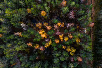 Autumn forest #2