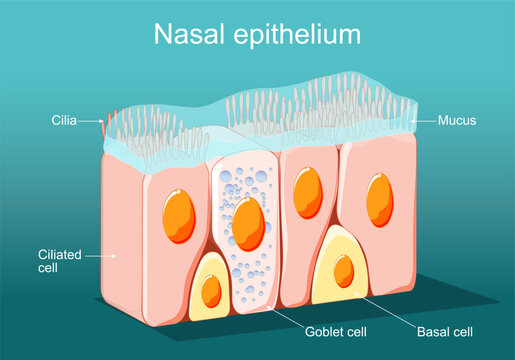 Nasal epithelium. Ciliated columnar epithelium.
