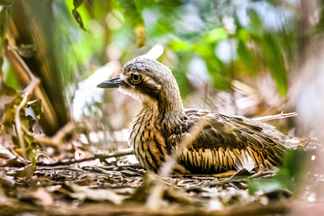 Bush stone-curlew