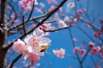 沖縄で咲く寒緋桜の花とミツバチの風景