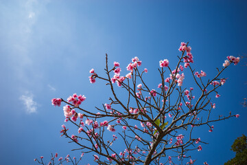 沖縄で咲くピンク色の寒緋桜の花
