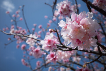 沖縄で咲く薄ピンク色の寒緋桜の花