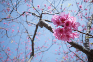沖縄で咲くピンク色の寒緋桜の花