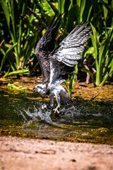Osprey taking off with food