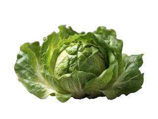 Obraz premium Fresh Green Cabbage and Lettuce on a White Background, Healthy Organic Vegetables for Salad with Nutrition and Vitamins