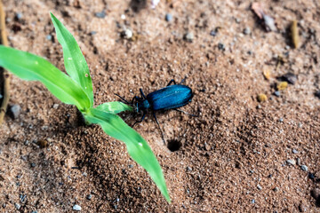 insects in natural conditions on a sunny day in a park in Zimbabwe