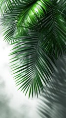 Fototapeta premium A palm leaves against grey background, in the style of light white and light emerald. Generative AI.