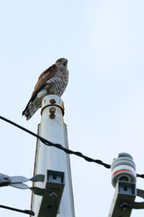 沖縄県宮古島　木の上で羽を休めるサシバ