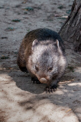 Wandering Wombat: Foraging for Food in the Australian Outback