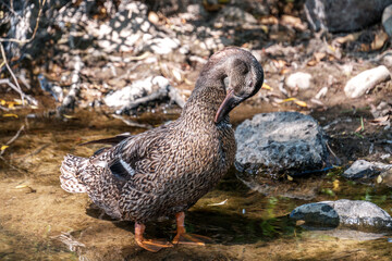 Gentle Grace: Brown Duck Preens Feathers on Tranquil Pond