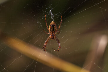 Silken Sentinel: Garden Spider Awaits Prey at Web's Heart