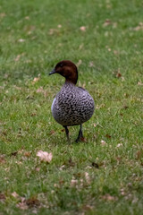 Graceful Gazing Duck Standing in Meadow, Captivated by the Horizon