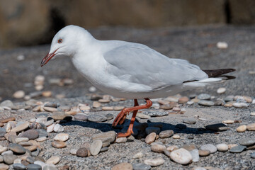 Coastal Watch: Seagull Standing Proud on Rocky Shoreline