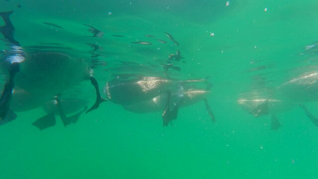 Underwater view on group of white swans floating on surface of water, Slow motion. Waterfowls floating in the sea on surface, close-up of feet underwater