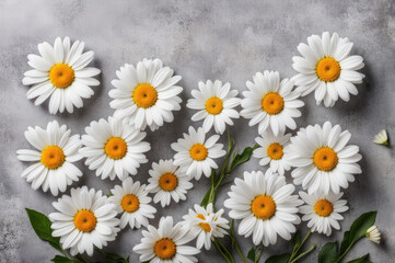 White Daisies on Grey Background