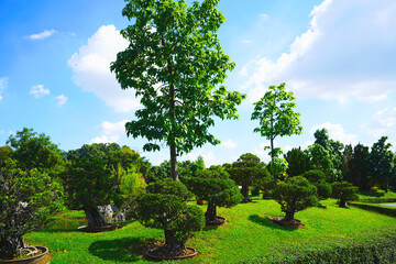 Decorate a simple Japanese garden and embrace nature with bonsai or dwarfed trees.                            