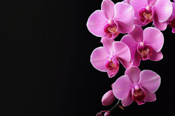 Fototapeta na wymiar Close-up of Pink Flower on Black Background