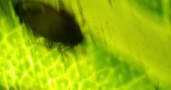 Infected tree leaf under a microscope. A lot of bugs on the green leaf under a scope. Macro view of a leaf with a bug. Microscopic view of tree disease full of germs. Insects inside of ill leaf.