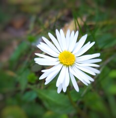 Obraz premium Wild daisy flower in the nature