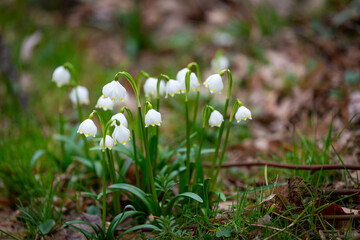 lily of the valley