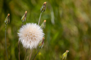 dandelion in the grass