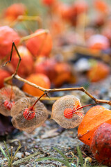 Physalis at antumn