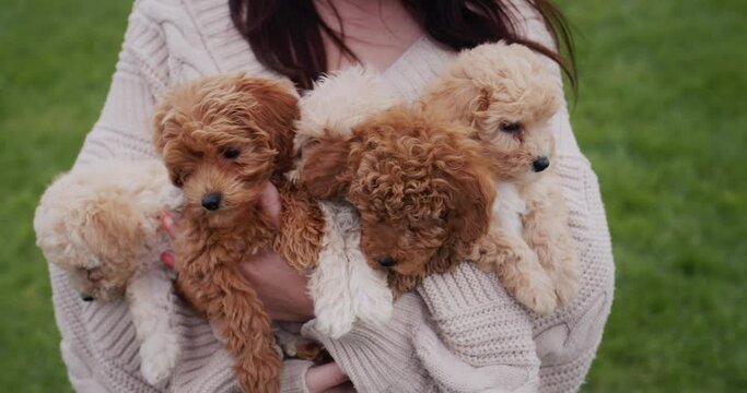 The hands of a woman in a warm sweater hold an armful of small maltipoo puppies