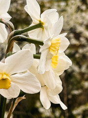 Fototapeta premium Bouquet of white daffodils on the background of cherry blossoms in the garden. The first spring flowers