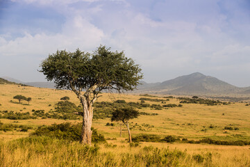 Drzewa akacji na afrykańskiej sawannie w świetle zachodzącego słońca 