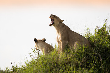 Klan lwic na afrykańskiej sawannie w Masai Mara National Park Kenya © kubikactive