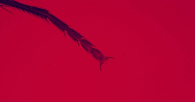 Fly leg under a microscope with floating bacteria and living organisms. Thriller red background. Housefly leg under extreme zoom and red filter. Red insect under a microscope. Fly under a scope. Musca
