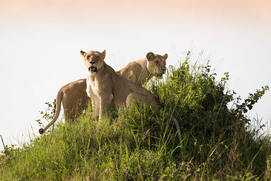 Fototapeta Klan lwic na afrykańskiej sawannie w Masai Mara National Park Kenya