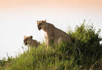 Klan lwic na afrykańskiej sawannie w Masai Mara National Park Kenya